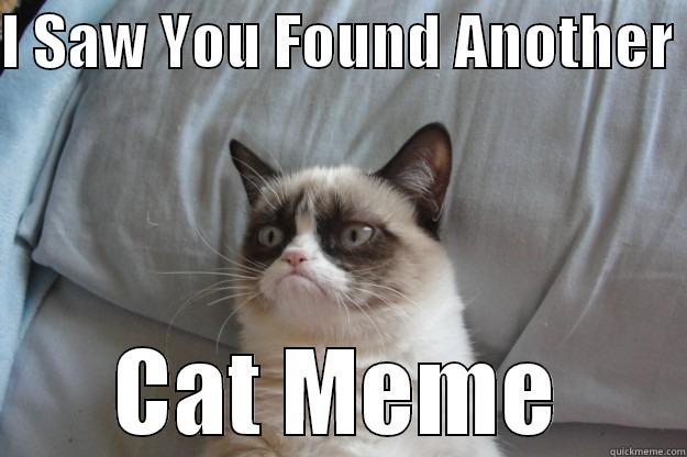 I SAW YOU FOUND ANOTHER  CAT MEME Grumpy Cat