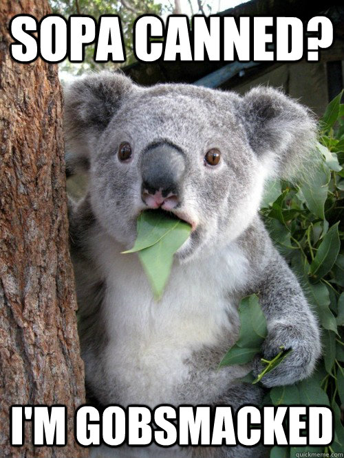 SOPA CANNED? i'm gobsmacked  Gobsmacked Koala