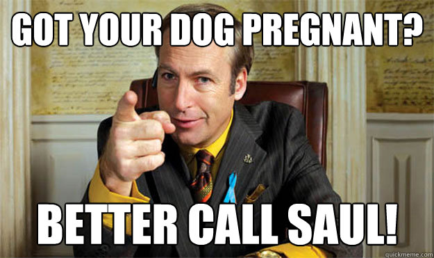 Got your dog pregnant? Better CALL SAUL!  