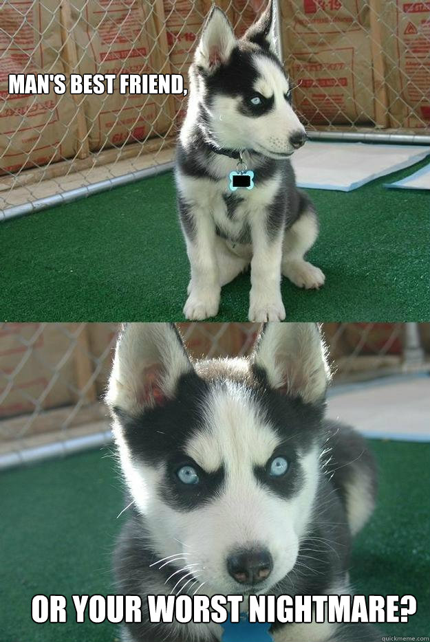 Man's best friend, or your worst nightmare?  Insanity puppy