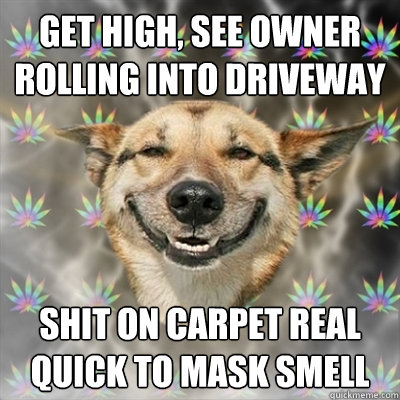 Get high, see owner rolling into driveway Shit on carpet real quick to mask smell  Stoner Dog