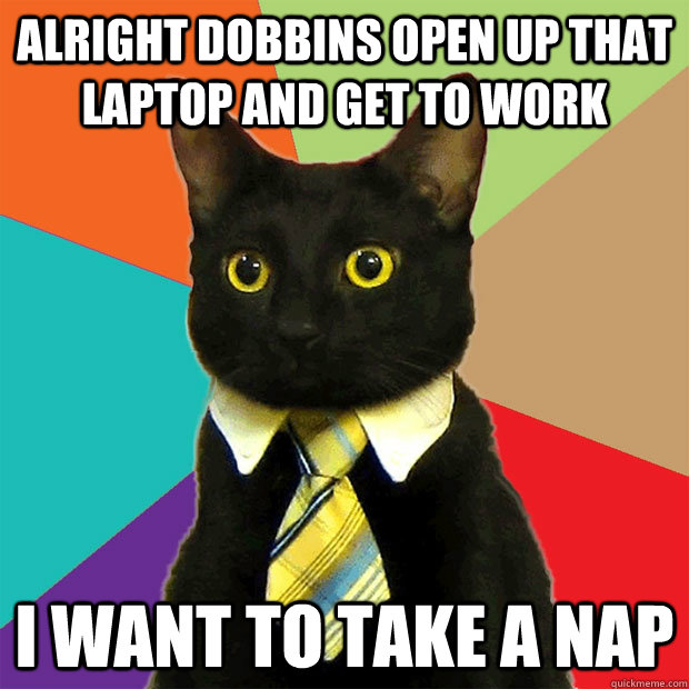 alright dobbins open up that laptop and get to work I want to take a nap  Business Cat