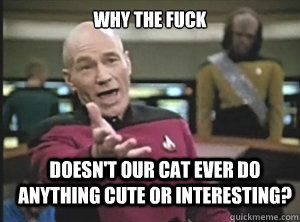 why the fuck doesn't our cat ever do anything cute or interesting?  Annoyed Picard