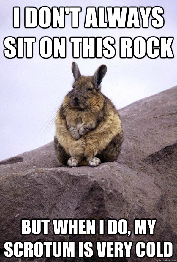 I don't always sit on this rock but when i do, my scrotum is very cold  Wise Wondering Viscacha