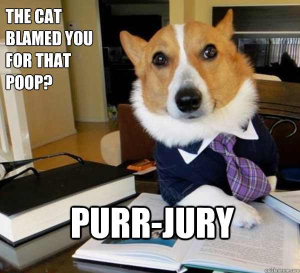 The cat Blamed you for that poop? Purr-jury  Lawyer Dog