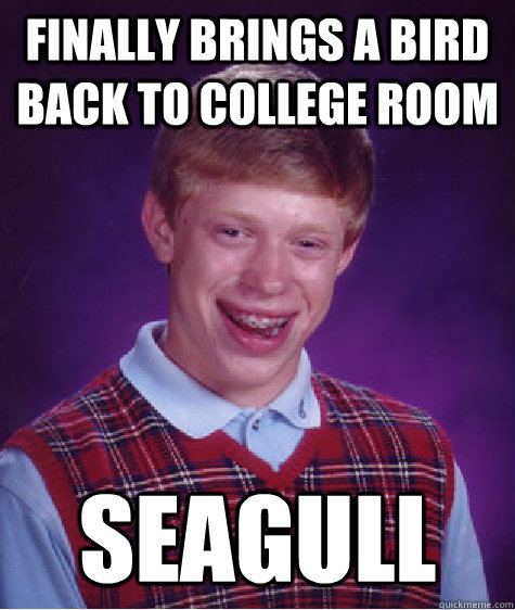 Finally Brings a bird back to college room Seagull  Bad Luck Brian