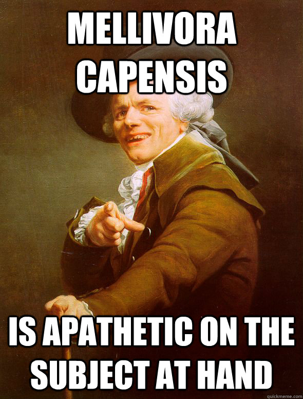 Mellivora Capensis is apathetic on the subject at hand  Joseph Ducreux