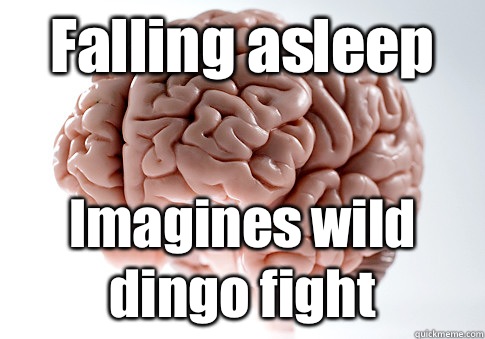 Falling asleep Imagines wild dingo fight - Falling asleep Imagines wild dingo fight  Scumbag Brain