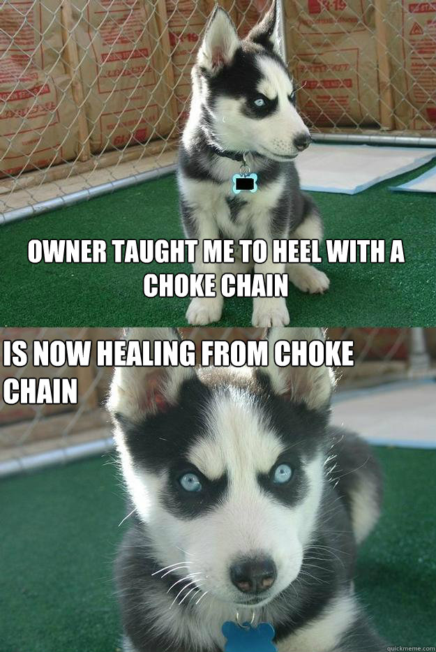 Owner taught me to heel with a choke chain is now healing from choke chain  Insanity puppy