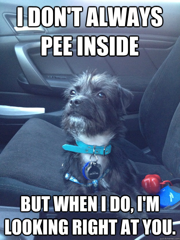 i don't always pee inside but when i do, i'm looking right at you.  