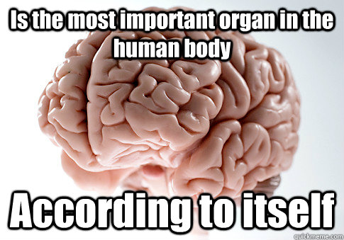 Is the most important organ in the human body According to itself  Scumbag Brain