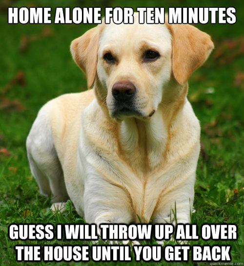 Home alone for ten minutes guess i will throw up all over the house until you get back  Dog Logic