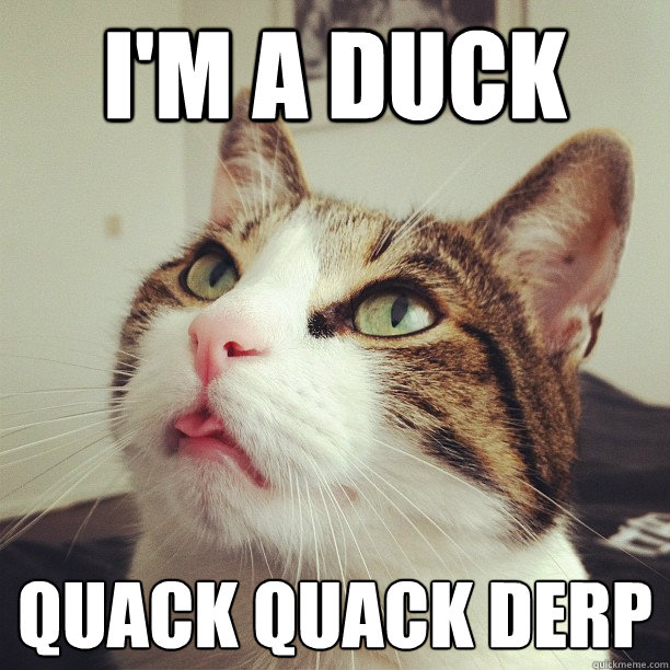 I'M A DUCK QUACK QUACK DERP - I'M A DUCK QUACK QUACK DERP  Derping cat