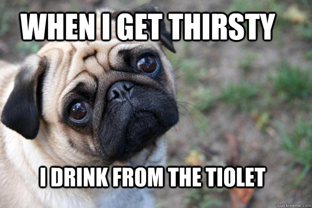 When i get thirsty i drink from the tiolet - When i get thirsty i drink from the tiolet  First World Dog problems