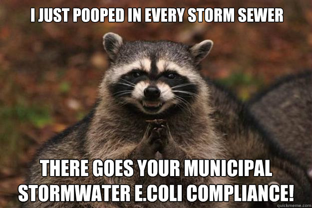 I Just pooped in every storm sewer there goes your municipal stormwater E.coli compliance!  Evil Plotting Raccoon