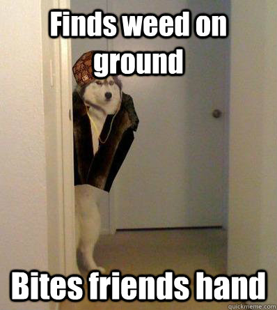 Finds weed on ground Bites friends hand  Scumbag dog