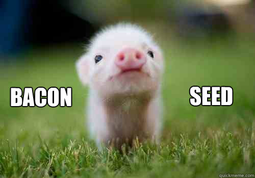 bacon seed - bacon seed  Bacon seed