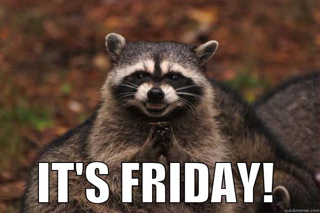  IT'S FRIDAY! Evil Plotting Raccoon