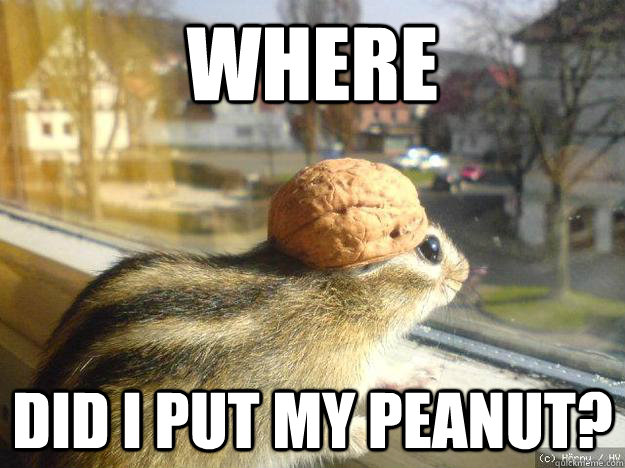 where did i put my peanut? - where did i put my peanut?  Adventure Chipmunk