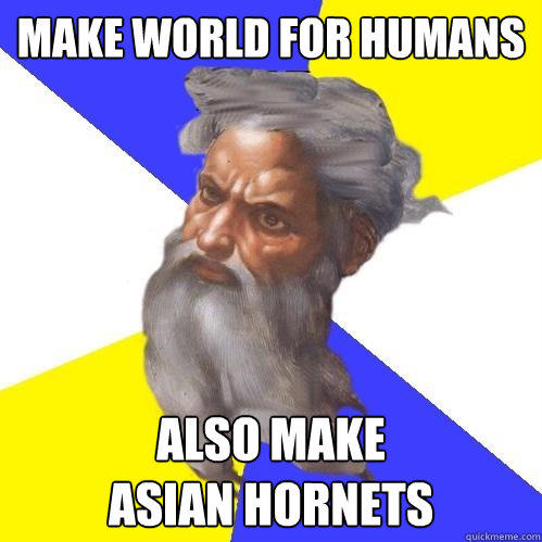 make world for humans also make 
asian hornets - make world for humans also make 
asian hornets  Advice God