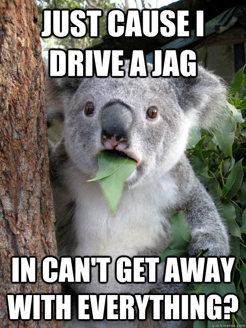 Just cause I drive a Jag In can't get away with everything? - Just cause I drive a Jag In can't get away with everything?  koala bear