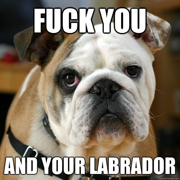 fuck you and your labrador - fuck you and your labrador  Unhappy Bulldog