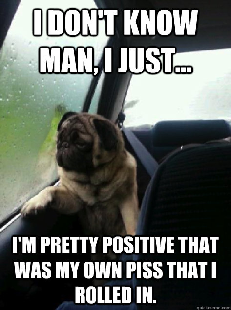 I don't know man, I just... I'm pretty positive that was my own piss that i rolled in. - I don't know man, I just... I'm pretty positive that was my own piss that i rolled in.  Introspective Pug