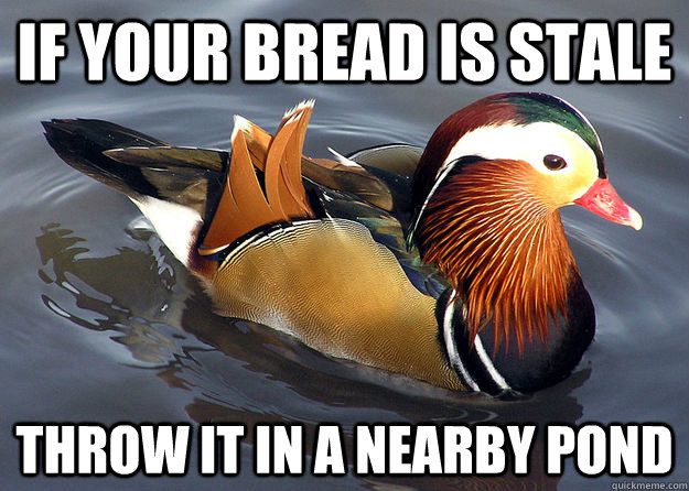 If your bread is stale Throw it in a nearby pond - If your bread is stale Throw it in a nearby pond  Selfish Advice Mandarin