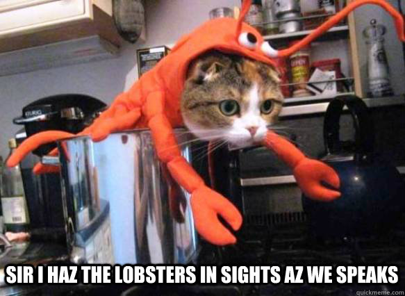 SIR I HAZ THE LOBSTERS IN SIGHTS AZ WE SPEAKS - SIR I HAZ THE LOBSTERS IN SIGHTS AZ WE SPEAKS  Lobster Cat