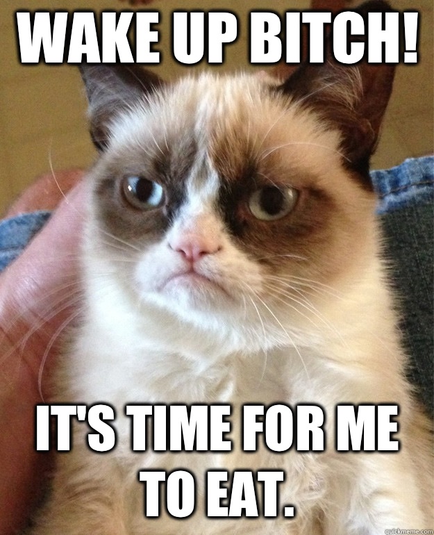 Wake up bitch!  It's time for me to eat.   Grumpy Cat