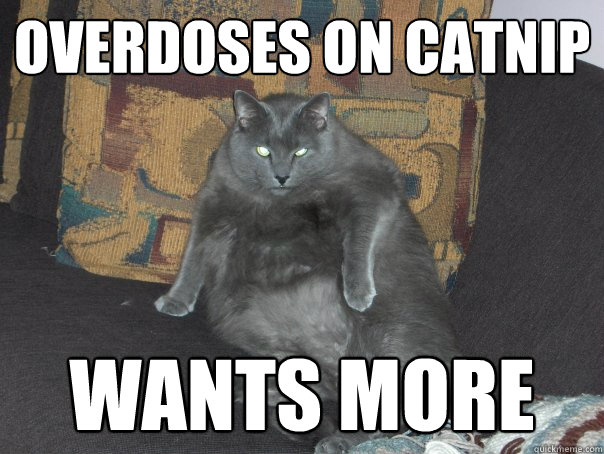 overdoses on catnip wants more  Hard Drugs Cat