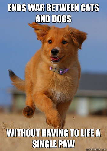 ends war between cats and dogs without having to life a single paw  Ridiculously Photogenic Puppy