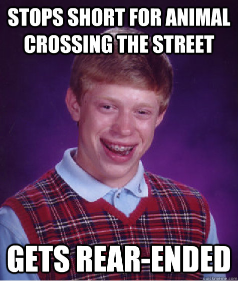 stops short for animal crossing the street gets rear-ended  Bad Luck Brian