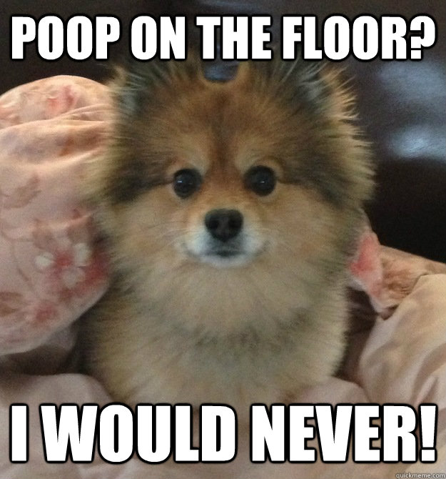 Poop On The floor?  I would never!  