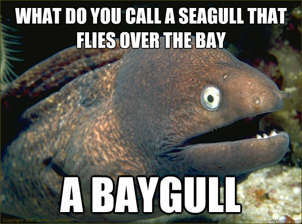 what do you call a seagull that flies over the bay a baygull  Bad Joke Eel