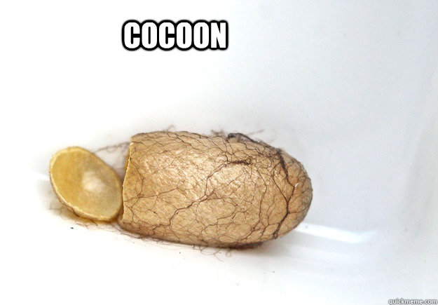 Cocoon  Cocoon