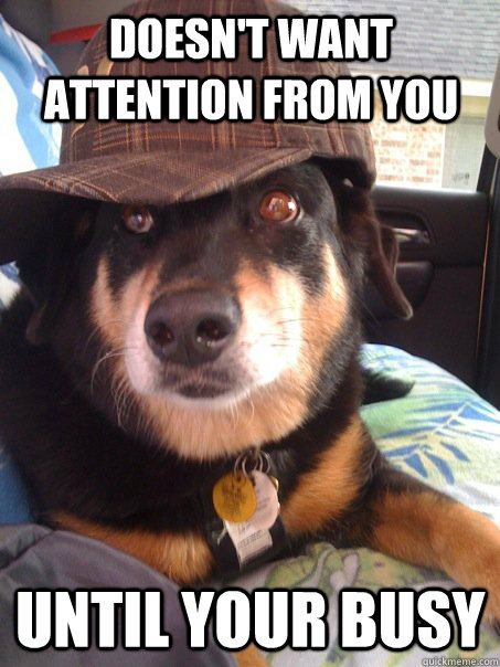 Doesn't want attention from you Until your busy  Scumbag dog