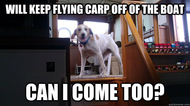 Will Keep Flying Carp off of the boat can i come too? - Will Keep Flying Carp off of the boat can i come too?  Marina Dog Wants to Come With You
