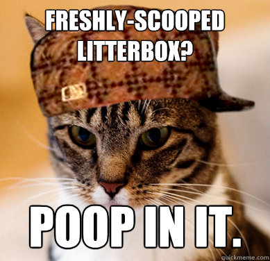 Freshly-Scooped Litterbox? Poop in it. - Freshly-Scooped Litterbox? Poop in it.  Scumbag Cat