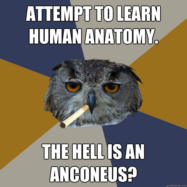 attempt to learn human anatomy. the hell is an anconeus? - attempt to learn human anatomy. the hell is an anconeus?  Art Student Owl