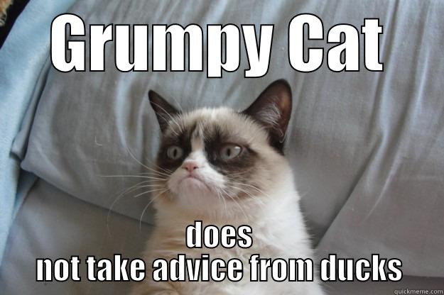 GRUMPY CAT DOES NOT TAKE ADVICE FROM DUCKS Grumpy Cat