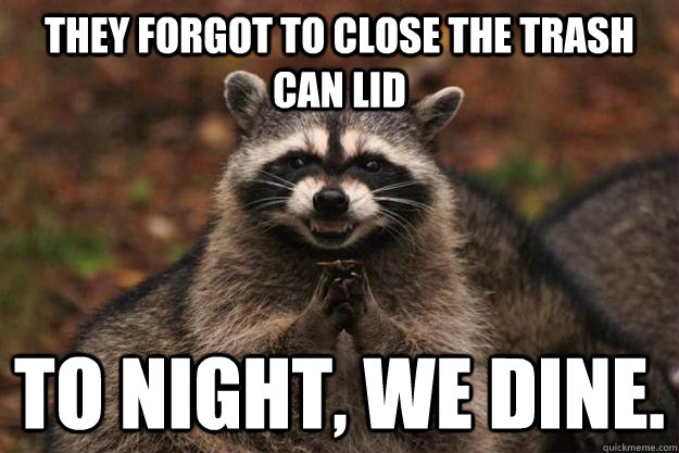 they forgot to close the trash can lid to night, we dine.  Evil Plotting Raccoon