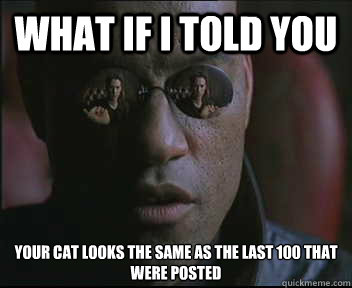 What if I told you your cat looks the same as the last 100 that were posted  
