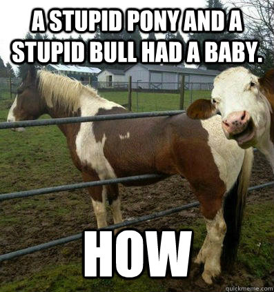 A stupid pony and a stupid bull had a baby. HOW  fail horse photobomb cow