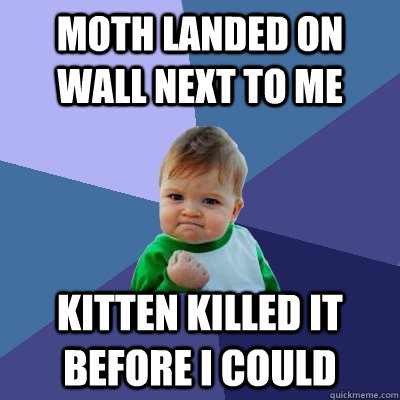 Moth landed on wall next to me Kitten killed it before I could - Moth landed on wall next to me Kitten killed it before I could  Success Kid