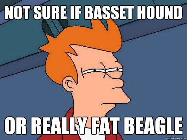 not sure if basset hound or really fat beagle  Futurama Fry