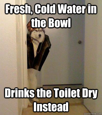 Fresh, Cold Water in the Bowl Drinks the Toilet Dry Instead  Scumbag dog