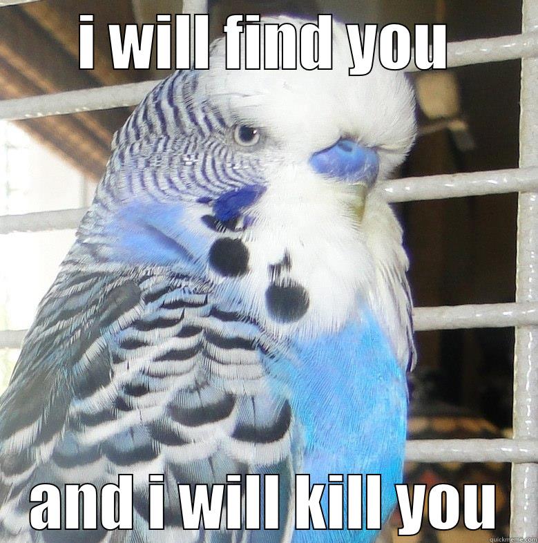 angry budgie - I WILL FIND YOU AND I WILL KILL YOU Misc