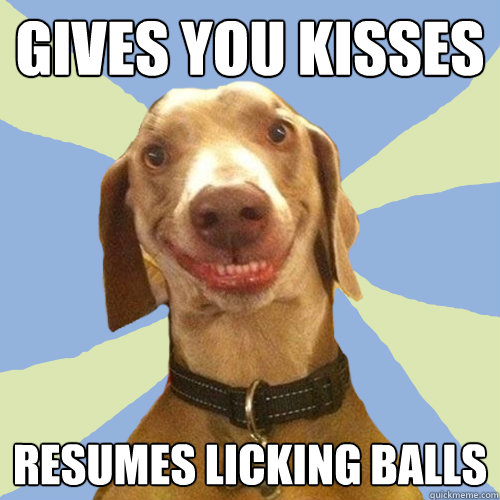 Gives you kisses resumes licking balls  Disgusting Doggy