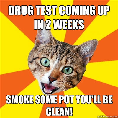 drug test coming up in 2 weeks smoke some pot you'll be clean!  Bad Advice Cat